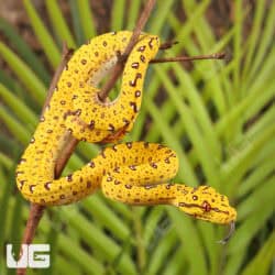 Baby Biak Green Tree Pythons For Sale - Underground Reptiles