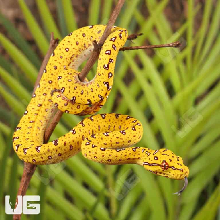 Green Tree Pythons For Sale - Underground Reptiles