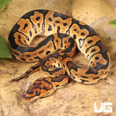 Baby Clown Ball Pythons For Sale - Underground Reptiles