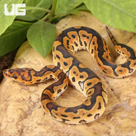 Baby Clown Ball Pythons For Sale - Underground Reptiles
