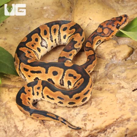 Baby Clown Ball Pythons For Sale - Underground Reptiles