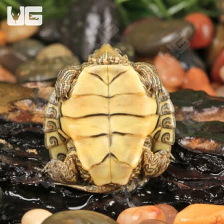 Baby Geographic Map Turtles For Sale - Underground Reptiles