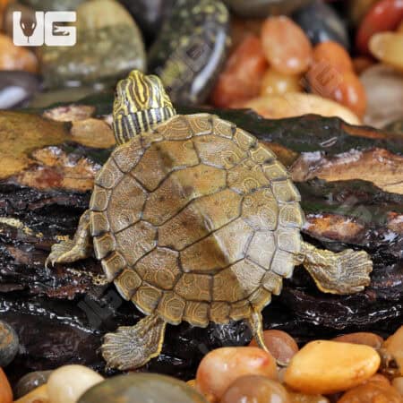 Baby Geographic Map Turtles For Sale - Underground Reptiles
