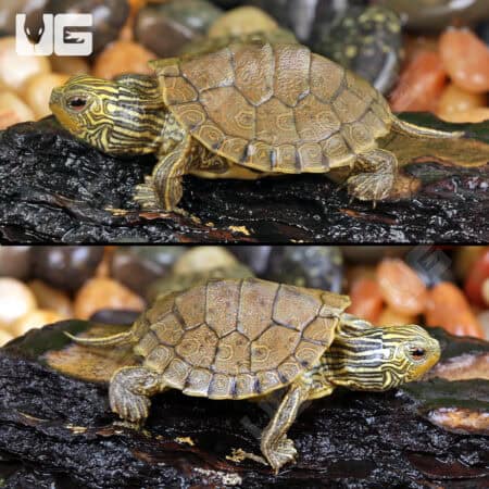 Baby Geographic Map Turtles For Sale - Underground Reptiles