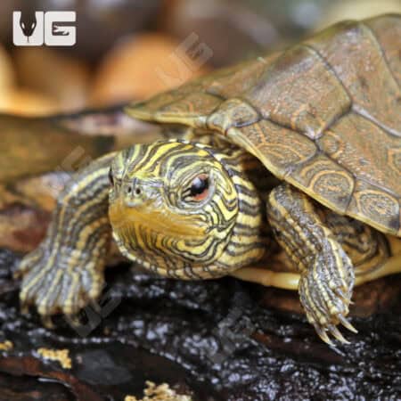 Baby Geographic Map Turtles For Sale - Underground Reptiles