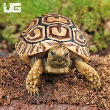 Baby Leopard Tortoises For Sale - Underground Reptiles