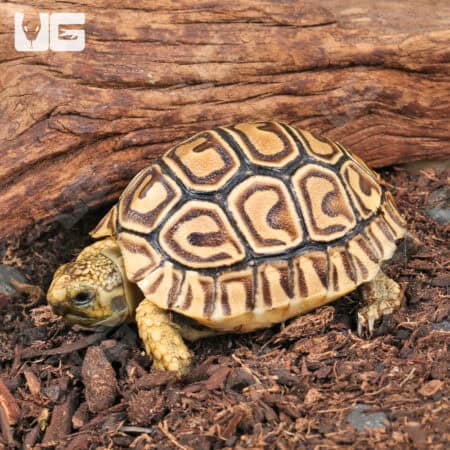 Baby Leopard Tortoises For Sale - Underground Reptiles