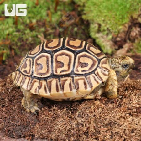 Baby Leopard Tortoises For Sale - Underground Reptiles