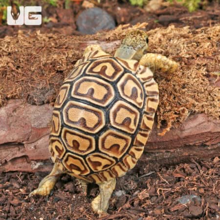 Baby Leopard Tortoises For Sale - Underground Reptiles