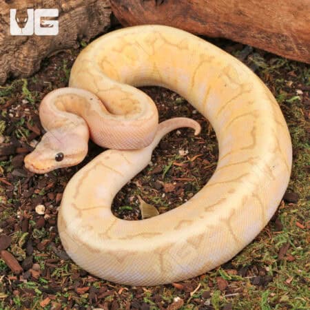 Baby Banana Lemon Blast Ball Python For Sale - Underground Reptiles