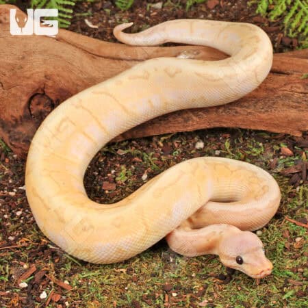 Baby Banana Lemon Blast Ball Python For Sale - Underground Reptiles