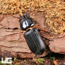 Bess Beetle for sale - Underground Reptiles