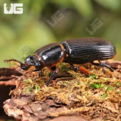 Bess Beetle for sale - Underground Reptiles