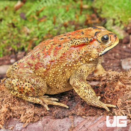 Black Spectacled Toad (Duttaphrynus melanoistictus)