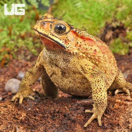 Black Spectacled Toad (Duttaphrynus melanoistictus)