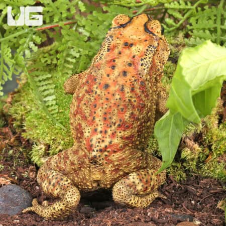 Black Spectacled Toad (Duttaphrynus melanoistictus)