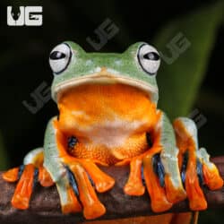 Black Webbed Flying Frog (Rhacophorus rheinwardti) For Sale - Underground Reptiles