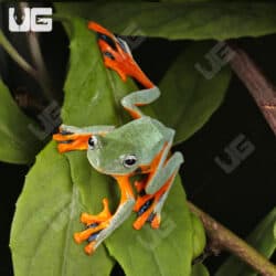 Black Webbed Flying Frog (Rhacophorus rheinwardti) For Sale - Underground Reptiles