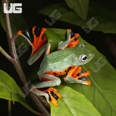 Black Webbed Flying Frog on green leaf, showcasing vibrant orange and black webbed limbs.