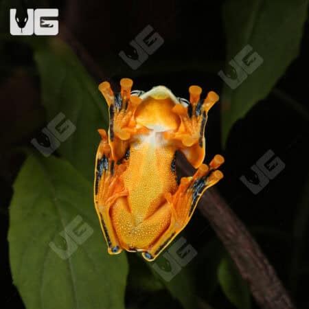 Black Webbed Flying Frog (Rhacophorus rheinwardti) For Sale - Underground Reptiles
