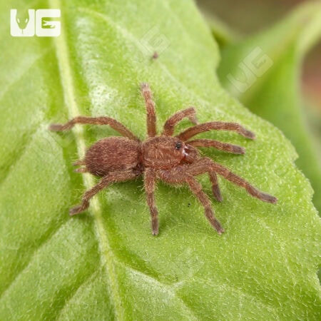 Blue Foot Baboon Tarantulas For Sale - Underground Reptiles