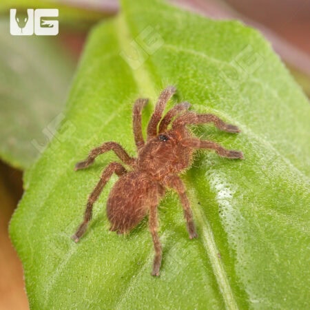 Blue Foot Baboon Tarantulas For Sale - Underground Reptiles