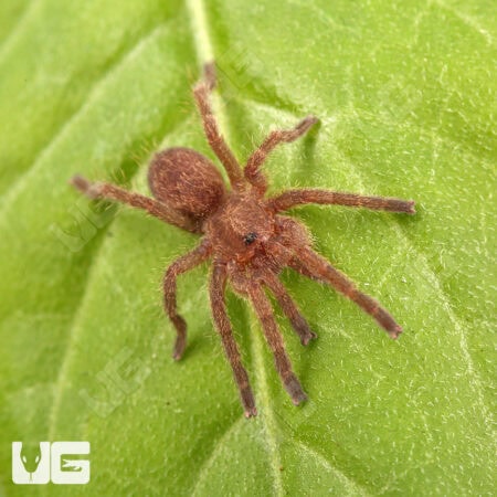 Blue Foot Baboon Tarantulas For Sale - Underground Reptiles