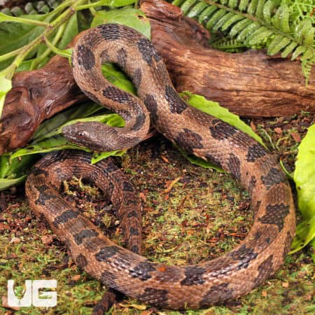 Brown Water Snakes (Nerodia taxispilota) For Sale - Underground Reptiles