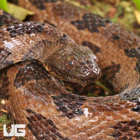 Brown Water Snakes (Nerodia taxispilota) For Sale - Underground Reptiles