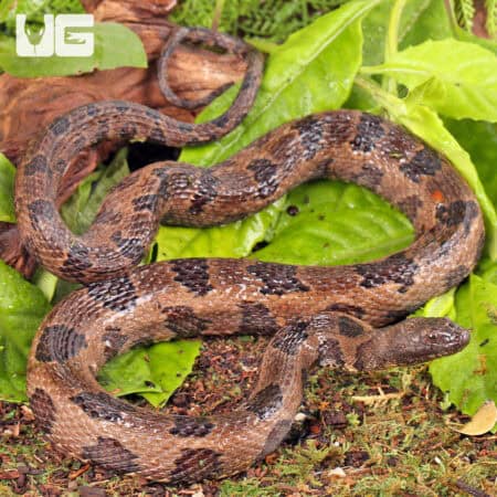 Brown Water Snakes (Nerodia taxispilota) For Sale - Underground Reptiles