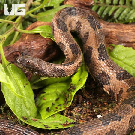 Brown Water Snakes (Nerodia taxispilota) For Sale - Underground Reptiles