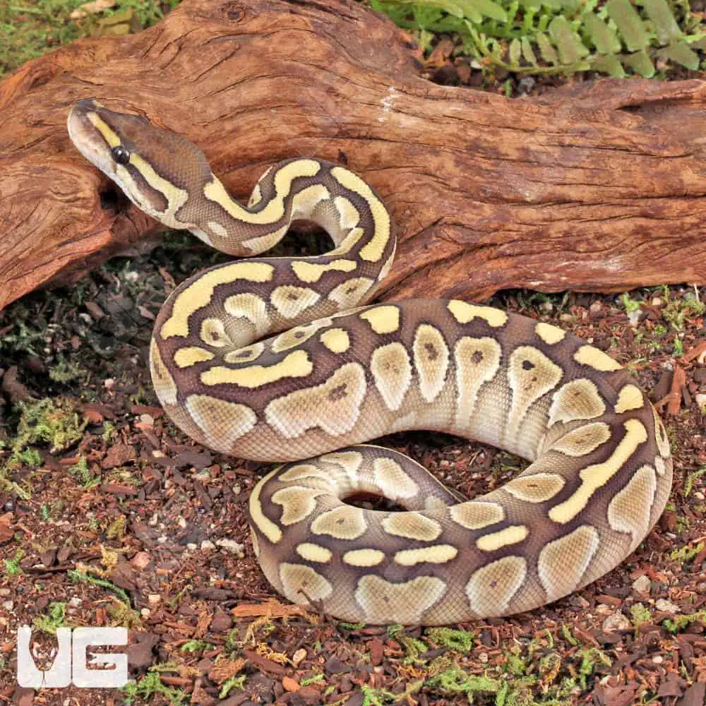 Baby Ball Pythons For Sale - Underground Reptiles