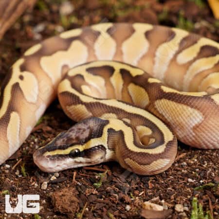 Baby Male Butter Enchi Ball Python For Sale - Underground Reptiles