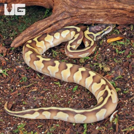 Baby Male Butter Enchi Ball Python For Sale - Underground Reptiles