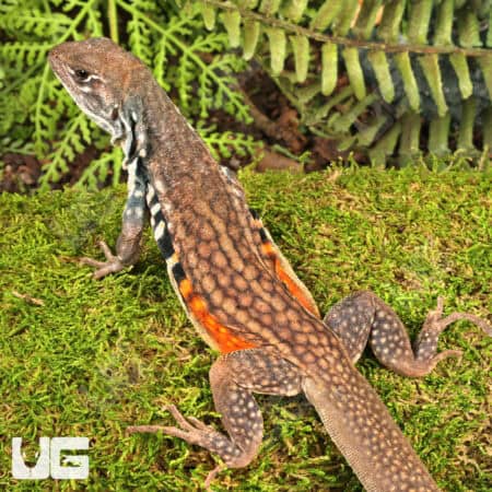 Butterfly Agamas (Leiolepis belliana) For Sale - Underground Reptiles