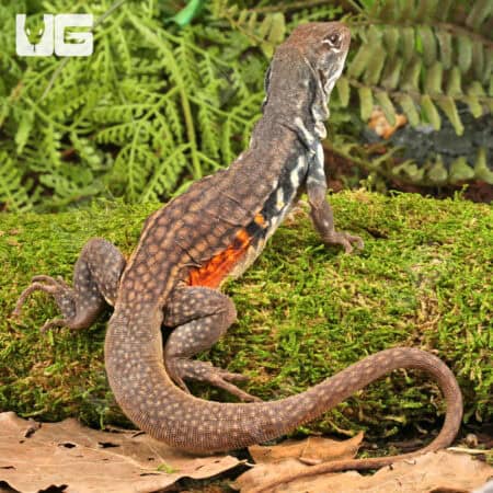 Butterfly Agamas (Leiolepis belliana) For Sale - Underground Reptiles