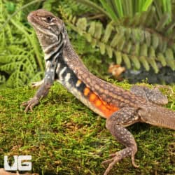 Butterfly Agamas (Leiolepis belliana) For Sale - Underground Reptiles