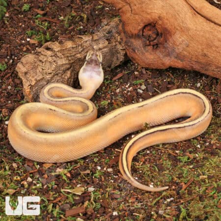 Baby Female Super Pastel Genetic Stripe Ball Python For Sale - Underground Reptiles