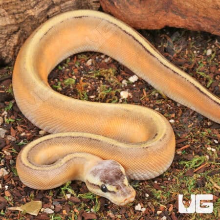 Baby Female Super Pastel Genetic Stripe Ball Python For Sale - Underground Reptiles