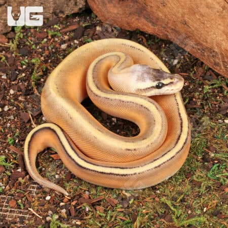 Baby Female Super Pastel Genetic Stripe Ball Python For Sale - Underground Reptiles