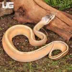 Baby Female Super Pastel Genetic Stripe Ball Python For Sale - Underground Reptiles