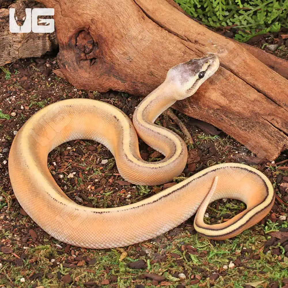 Baby Female Super Pastel Genetic Stripe Ball Python For Sale - Underground Reptiles