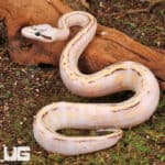 Baby Female Super Pastel Super Stripe Ball Python For Sale - Underground Reptiles