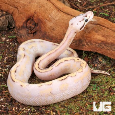 Baby Female Super Pastel Super Stripe Ball Python For Sale - Underground Reptiles