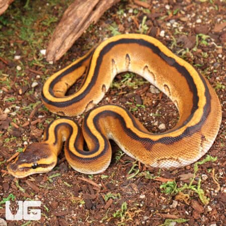 Baby Male Genetic Stripe Ball Python For Sale - Underground Reptiles