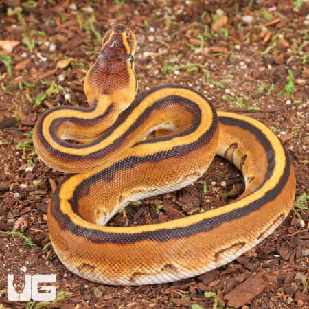 Baby Male Genetic Stripe Ball Python For Sale - Underground Reptiles