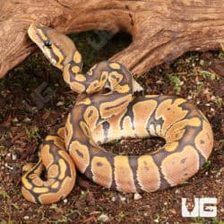 Baby Ghost Ball Python For Sale - Underground Reptiles