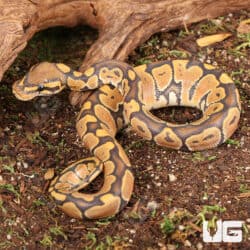 Baby Ghost Ball Python For Sale - Underground Reptiles