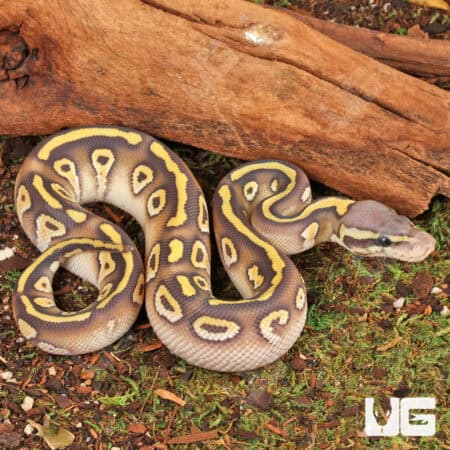 Baby Ghost Pastave Ball Python For Sale - Underground Reptiles