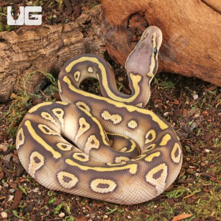 Baby Ghost Pastave Ball Python For Sale - Underground Reptiles